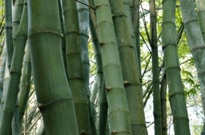 竹林