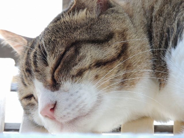 眠たそうな猫