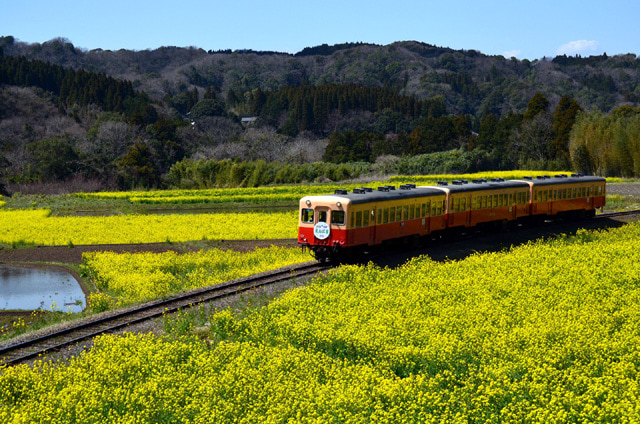 黄色の花畑を走る電車
