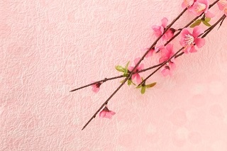 梅の花
