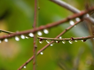 枝に水がたまっている