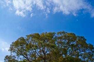 木と青空