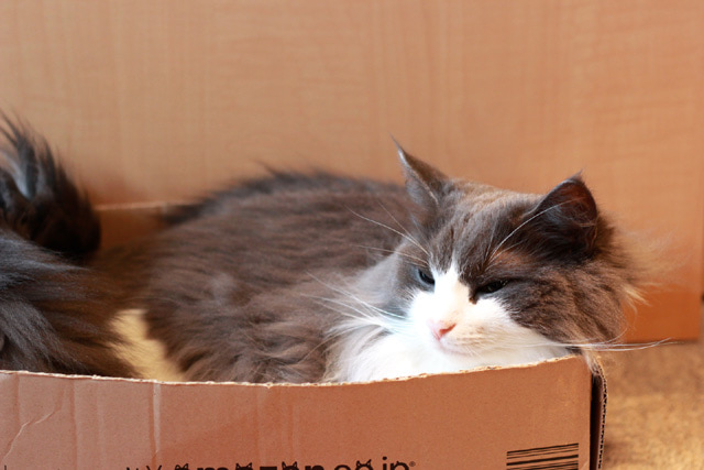 猫が段ボールに入っている