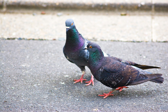 鳩が2匹