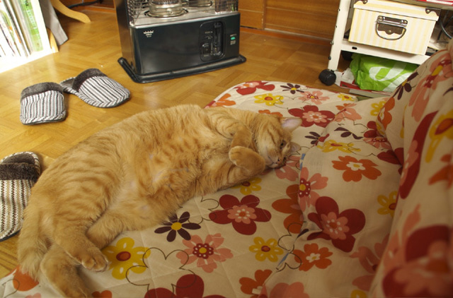 猫がこたつで横になっている