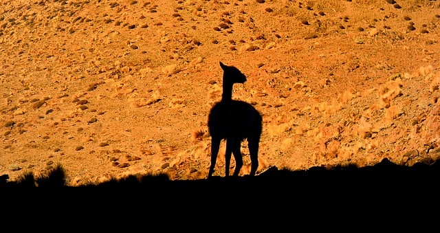 砂漠にたたずむ動物のシルエット