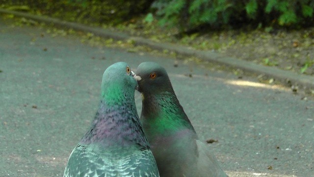 キスをする鳩