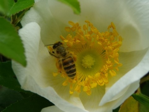 蜂が花を吸っている