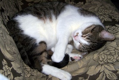 猫が丸くなって寝ている