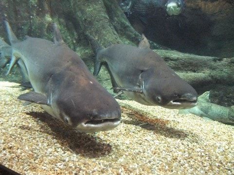 サメが2匹
