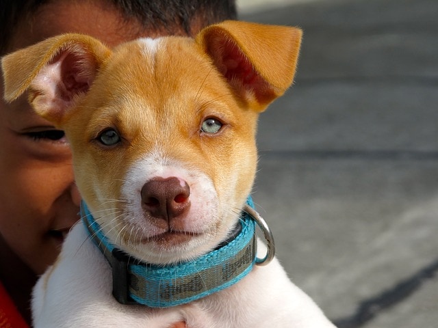 犬がこちらを見ている