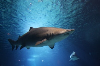 サメが海中を泳いでいる