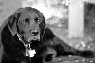 横になっている犬の白黒写真