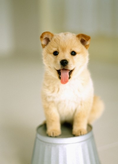子犬がバケツに乗っている