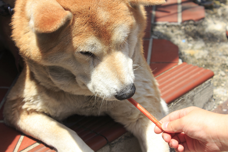 ビーフジャーキーを食べる柴犬