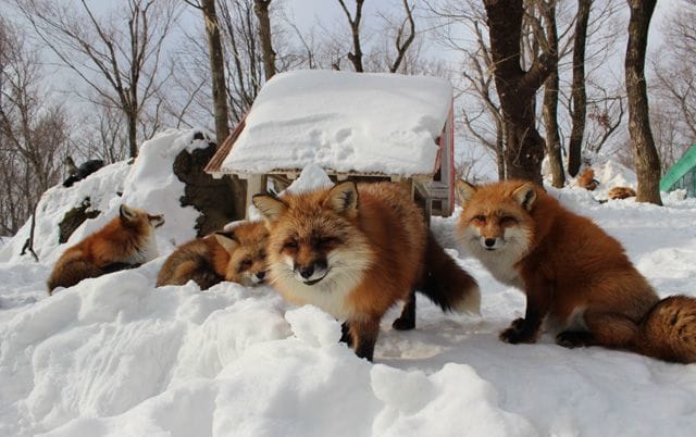 宮城蔵王キツネ村