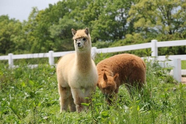 アルパカでモフモフ! 那須アルパカ牧場