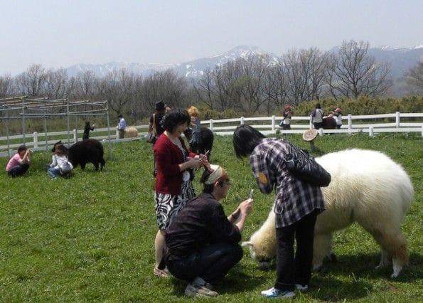 アルパカでモフモフ! 那須アルパカ牧場