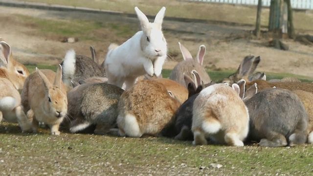 ウサギでモフモフ! 大久野島