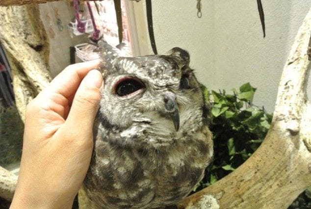 鳥でモフモフ! 鳥のいるカフェ
