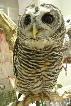 鳥でモフモフ! 鳥のいるカフェ