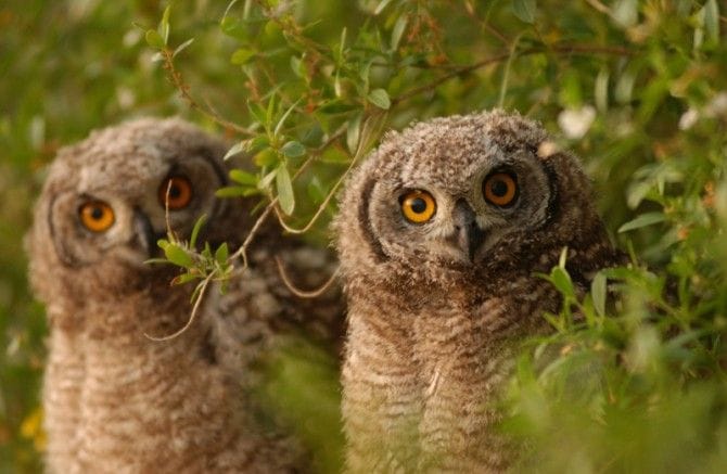 意外と知らない知識「フクロウとミミズクの違い：頭に羽があるか」｜「マイナビウーマン」