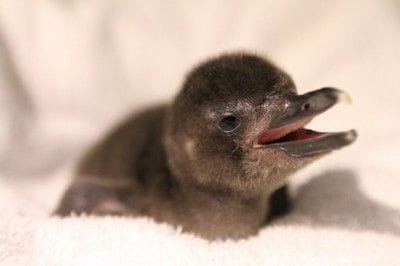 マゼランペンギンの赤ちゃん. 「すみだ水族館」
