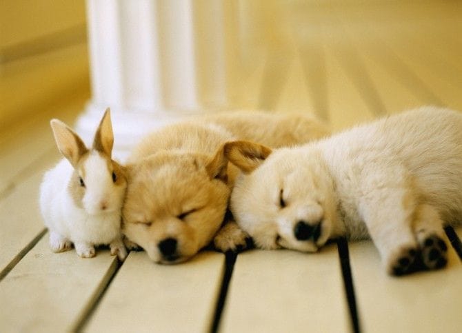 犬とウサギが寝ている