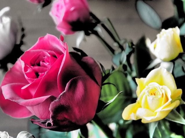 色とりどりの花