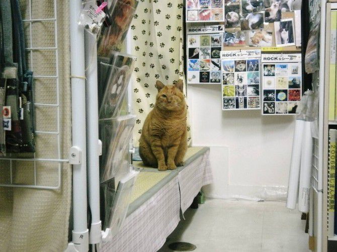 お店の奥にはチャットくんの姿が